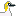 Northern Gannet