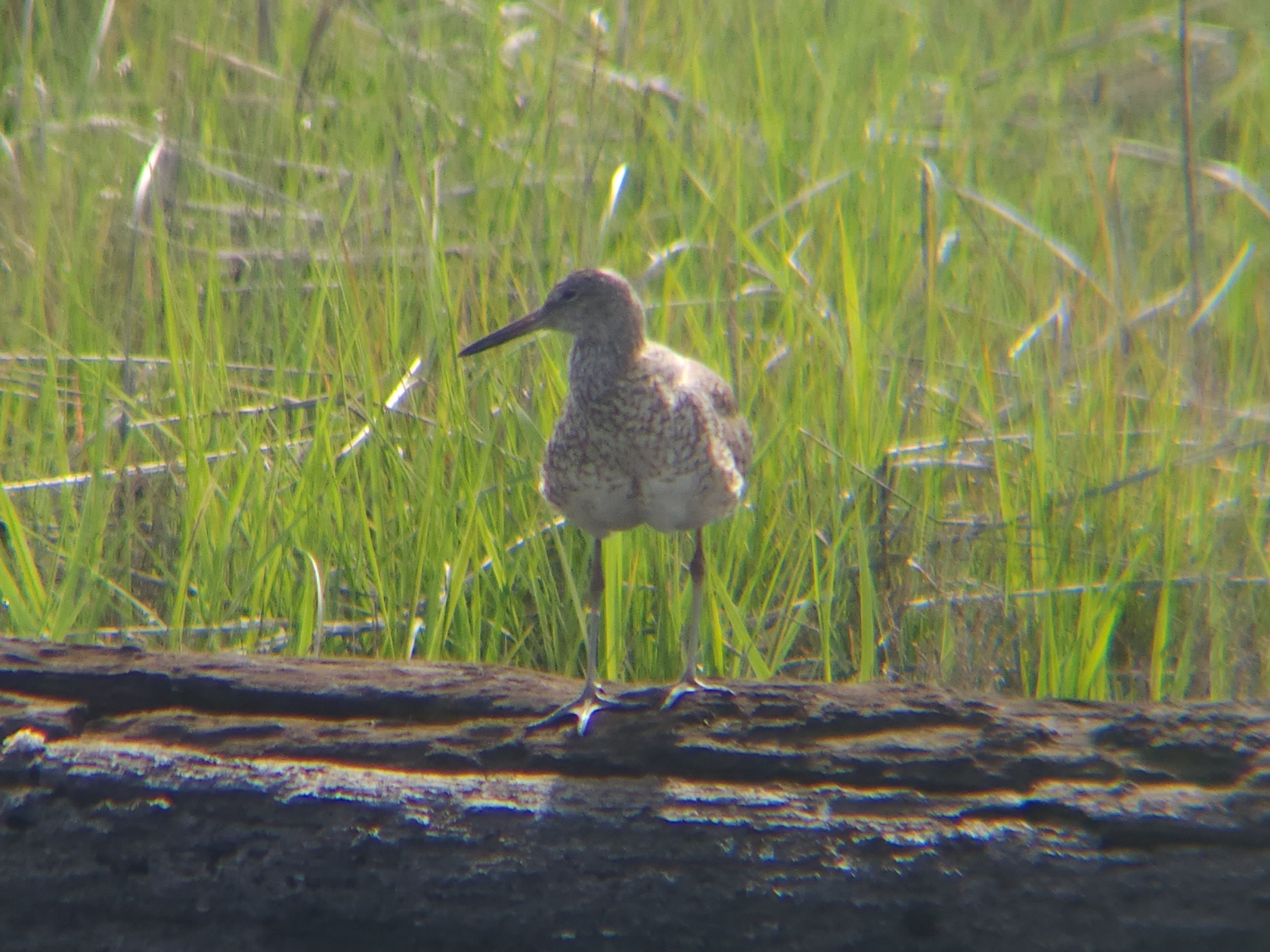 willet (a stocky shorebird) on a log