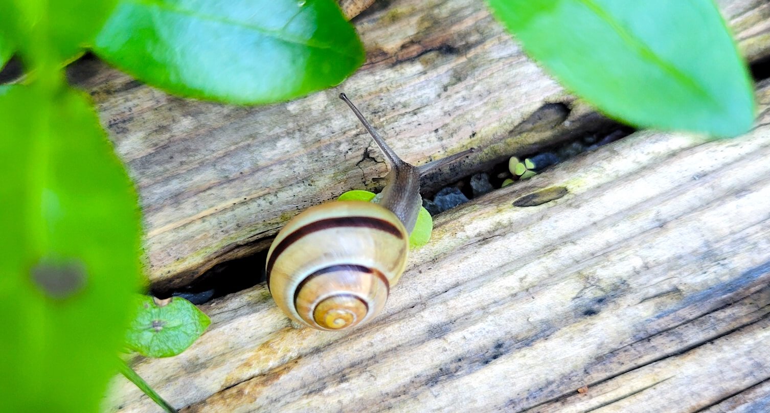 an eastern garden snail crawling on some wood