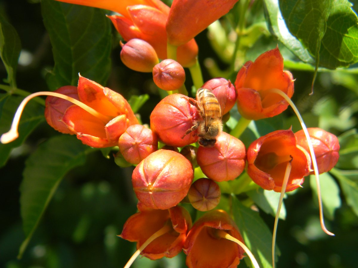 A little bee resting on a brillant red trumpet flower