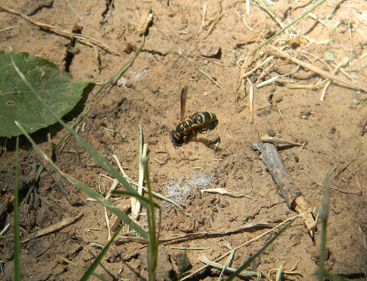 A small little black and yellow wasp on the dirt