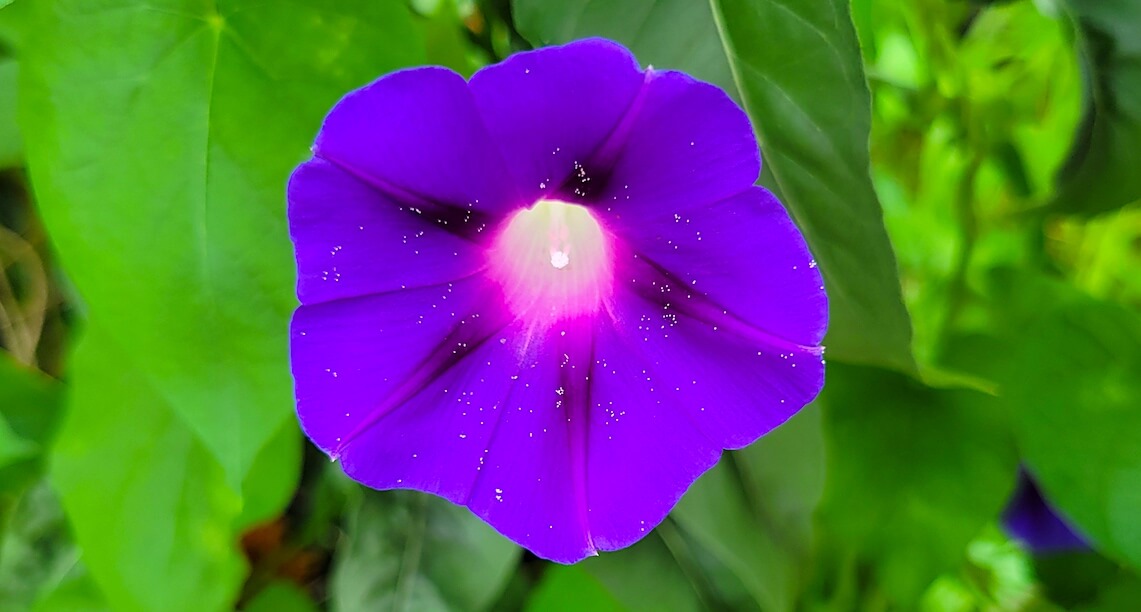 a bright purple common morning glory