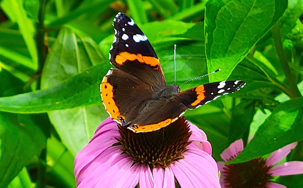 a red admiral butterfly perched on a pink coneflower