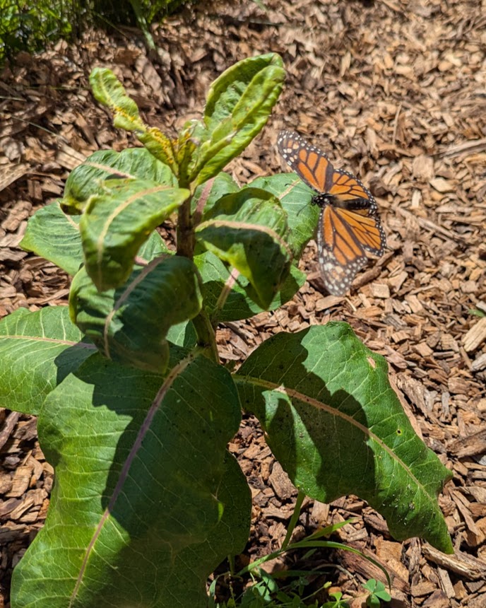 a monarch butterfly on a milkweed