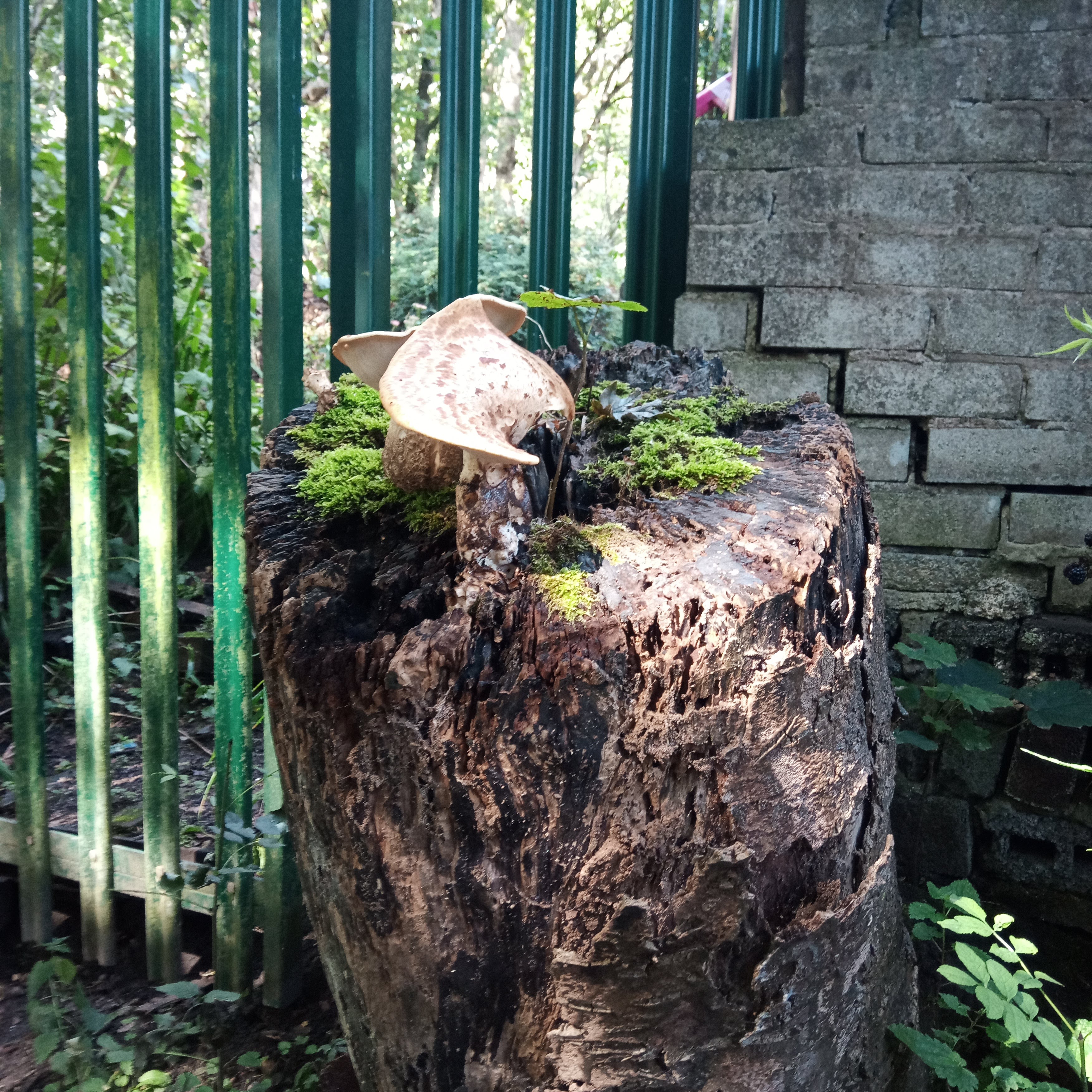 two pale brown fan-shaped mushrooms growing upwards from the top of a mossy tree stump