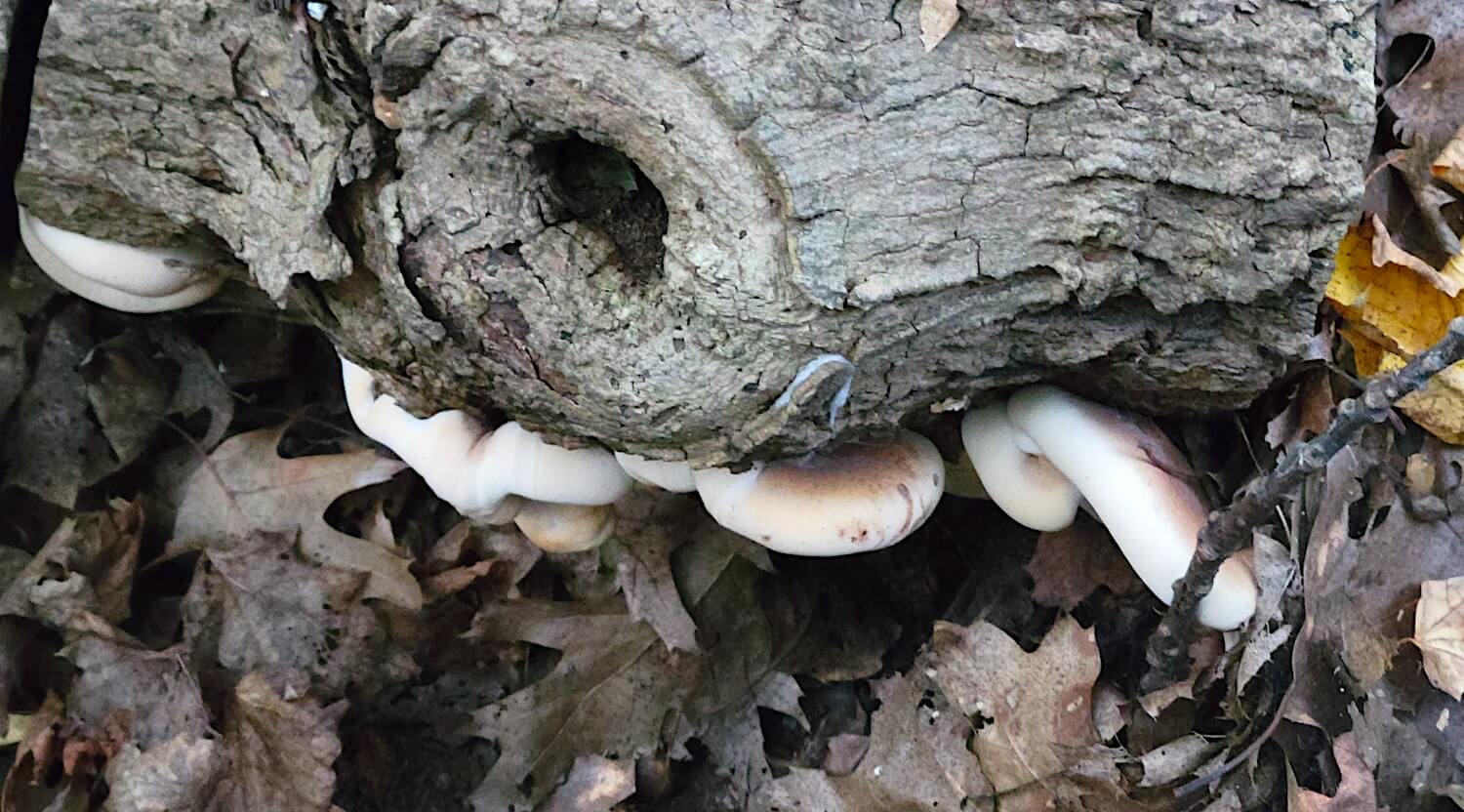 some plump white shelf fungi underneath a grey log