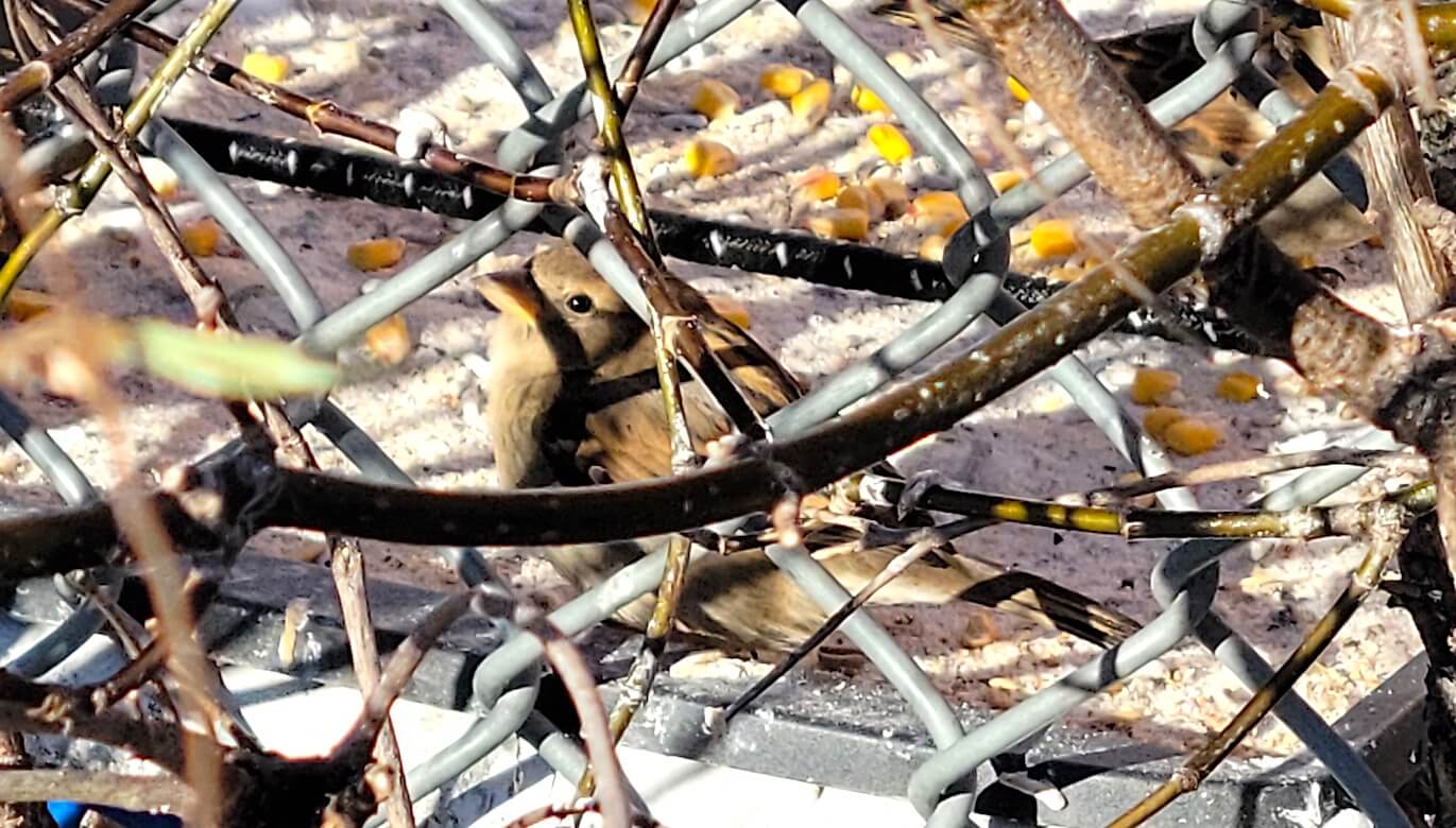 a female sparrow sitting behind a chainlink fence.