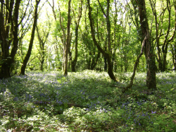 Bluebells