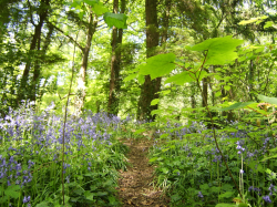 Bluebells ×2
