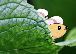 cutieshy.png