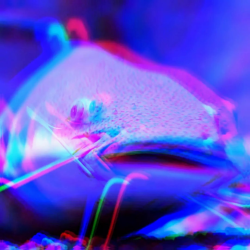 c a t f i s h