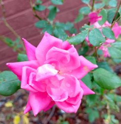 Photos from around my neck of the woods ×3