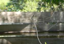 dragonfly.jpg