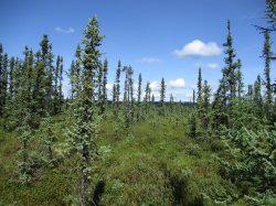 Black spruce bog
