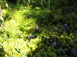 wet moss