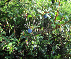 blueberryyyyyyyyy
