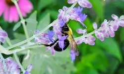 Bumblebee Lunch Time
