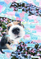 This Dog only sniffs hot and sexy people.jpg