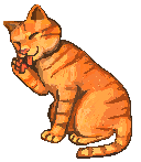 cleaned cat