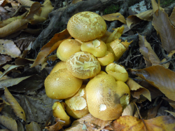 Mushrooms