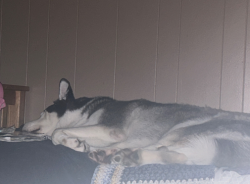Blue is a dog, and that dog is blue