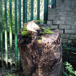 Mushroom on a Stump