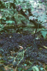 small mushrooms sitting on a blanket of velvet moss