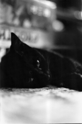 bewitching