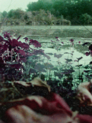 summerlake in autumn