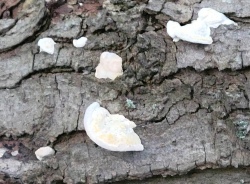 White Shelf Fungus 1