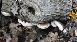 White Shelf Fungus 2