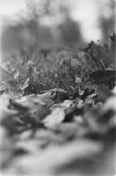 mushroom bokeh