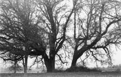 these oak roots reach towards the heavens