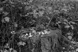 mushroom market