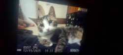 Photo of my cat taken through the lens of a Nixon coolpix p50
