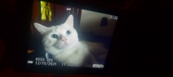 Photo of my cat taken through the lens of a Nixon coolpix p50