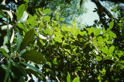 Luminous Magnolias