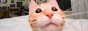 funny cat 88x31
