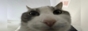 funny cat 88x31 pt 2
