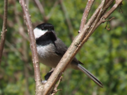 Chickadee who swore at me