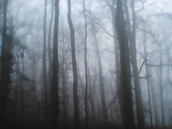 Cemetery of the "Districts Lunatic Asylum" #15
