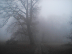 Cemetery of the "Districts Lunatic Asylum" #14