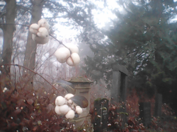 Cemetery of the "Districts Lunatic Asylum" #7
