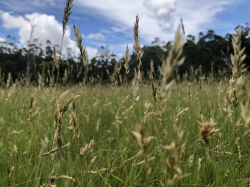 cool meadow closeup