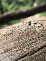 cool tree closeup