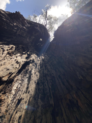 hollow tree 1/2