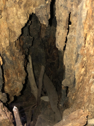 hollow tree 2/2