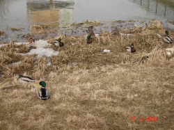 DSC04635.JPG
