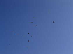 DSC04721.JPG