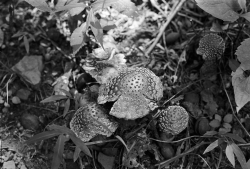 Mushrooms along a trail